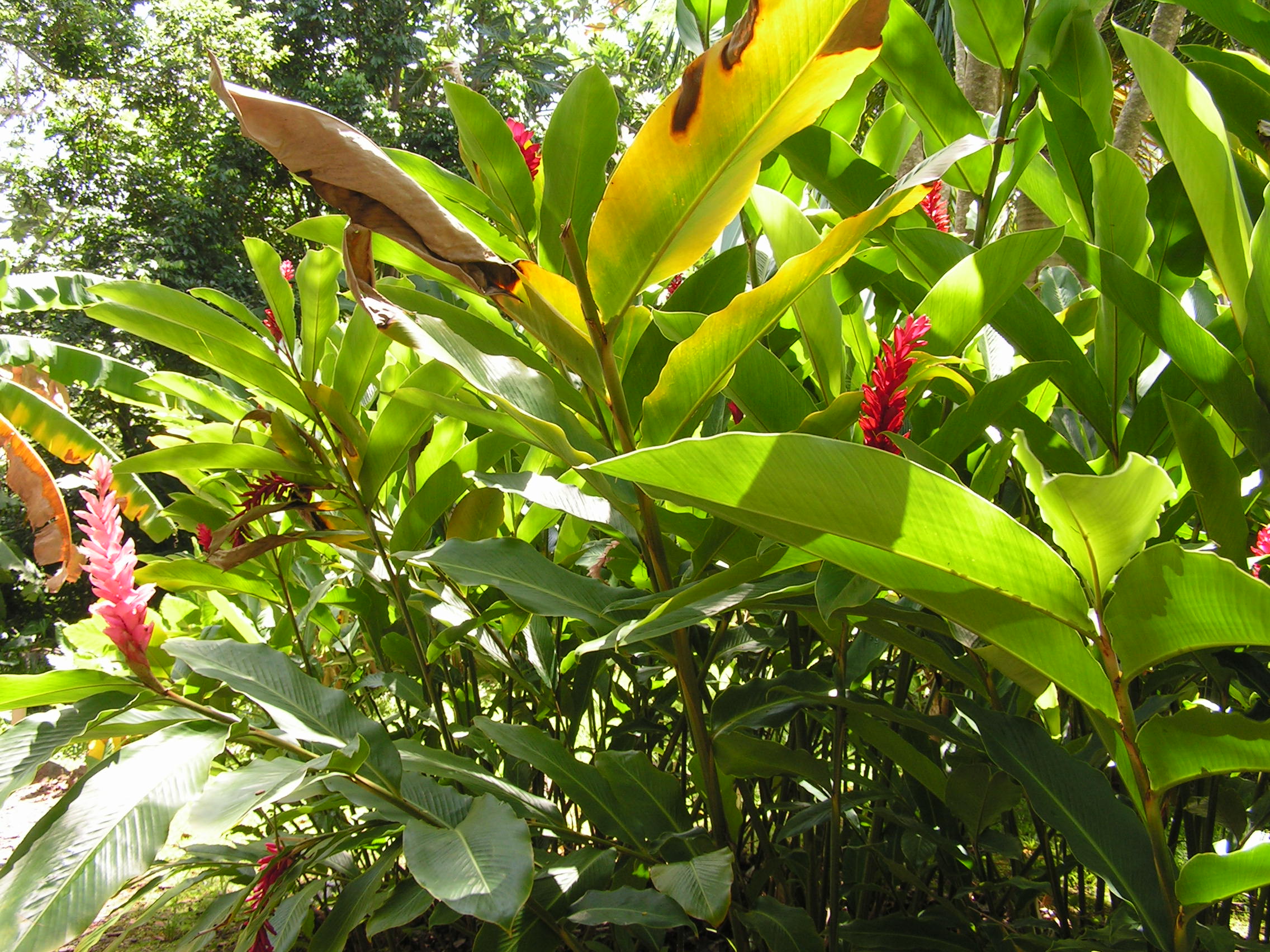 ./2005/Puerto Rico/Part 1/PICT0042.JPG